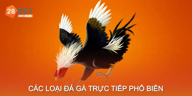 Các loại đá gà trực tiếp phổ biến Các loại đá gà trực tiếp phổ biến