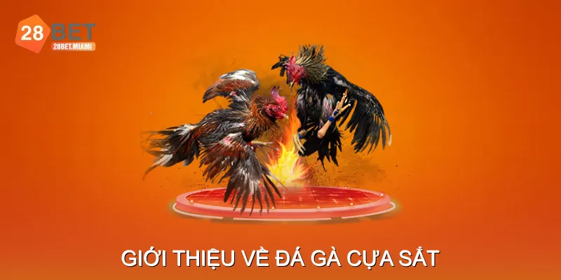 Giới Thiệu Về Đá Gà Cựa Sắt Giới Thiệu Về Đá Gà Cựa Sắt