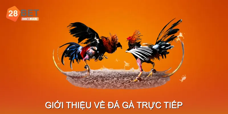 Giới thiệu về đá gà trực tiếp Giới thiệu về đá gà trực tiếp