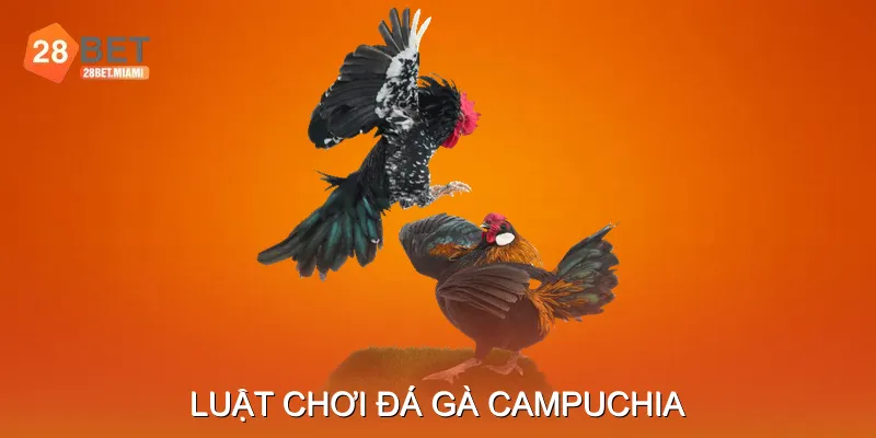 Luật Chơi Đá Gà Campuchia Luật Chơi Đá Gà Campuchia